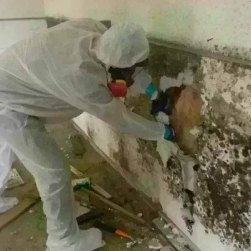 Mold Remediation and Removal in Waynesville, OH